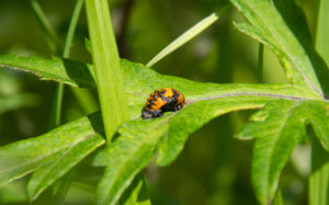 東京都足立区 荒川土手：ナナホシテントウの蛹