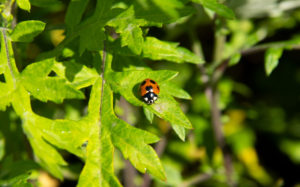 東京都足立区 荒川土手：ナナホシテントウ