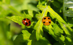 東京都足立区 荒川土手：ナナホシテントウ