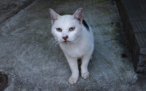 足立区関原三丁目：猫