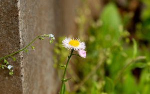 東京都豊島区雑司が谷 雑司ヶ谷霊園：ハルジオン