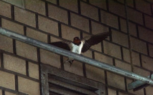 東京都北区豊島：ツバメ