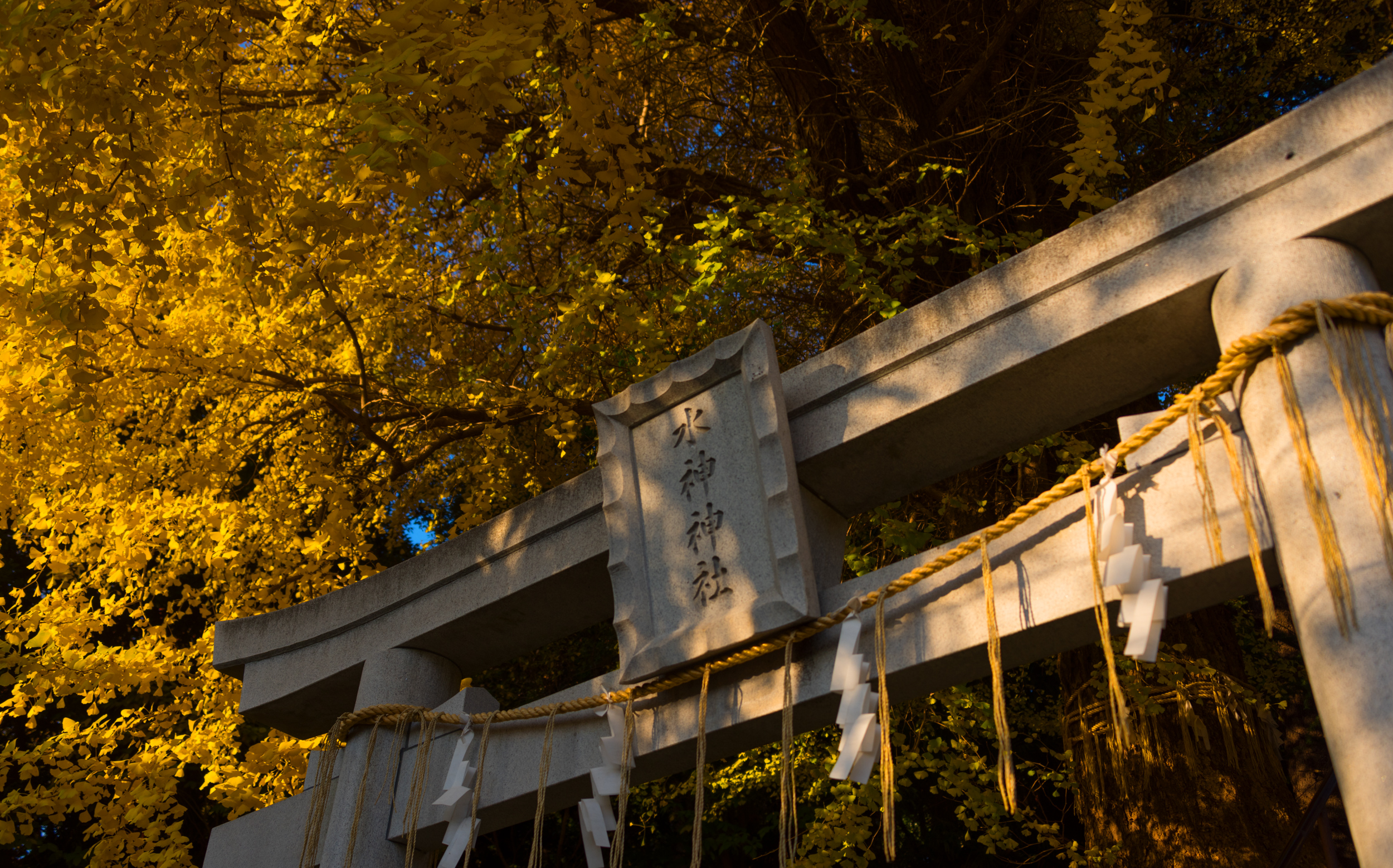 東京都文京区目白台：水神社の公孫樹
