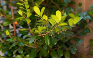 ハマヒサカキの花