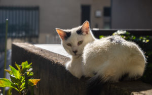 東京都豊島区池袋：猫