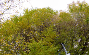 東京都文京区目白台：水神社の公孫樹