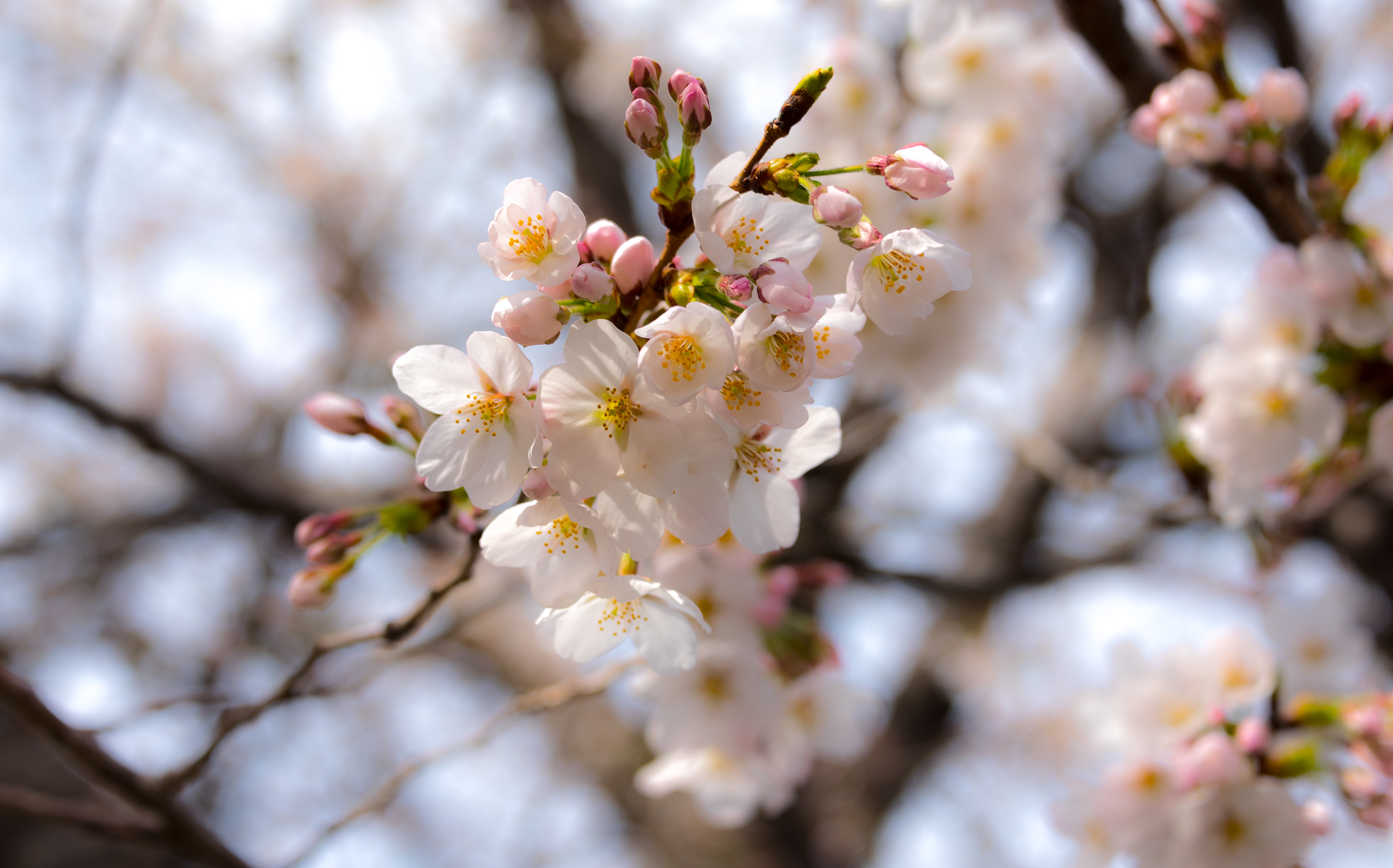 東京都台東区谷中：谷中霊園の桜