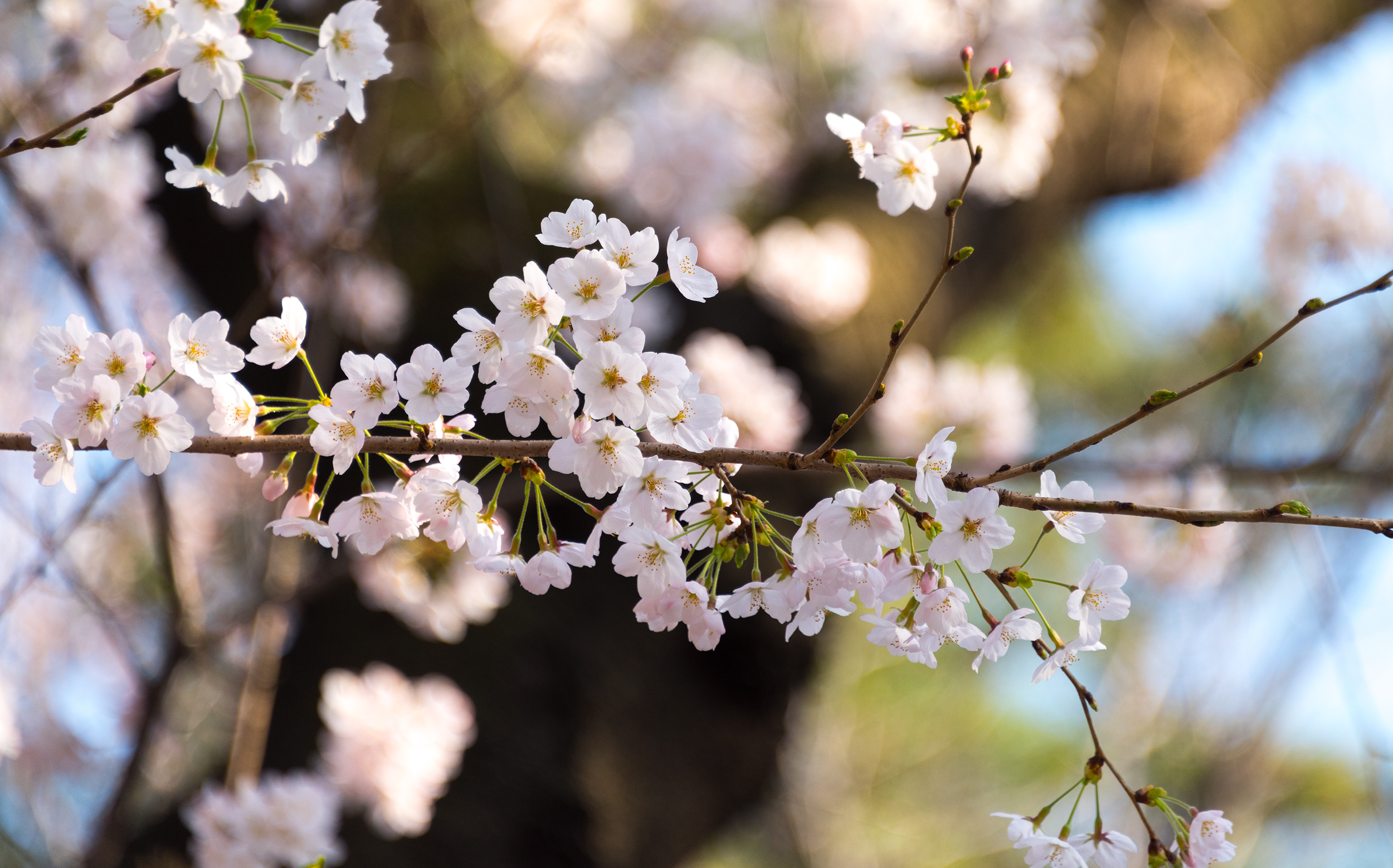 東京都北区王子：飛鳥山の桜