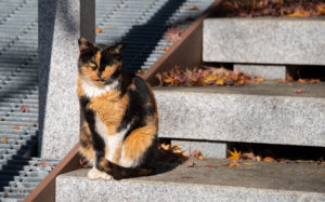 東京都豊島区雑司が谷：猫