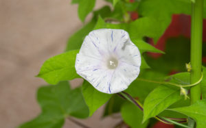 東京都文京区小石川：文京朝顔・ほおずき市