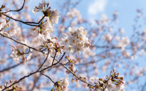 東京都豊島区雑司が谷：威光山 法明寺の桜