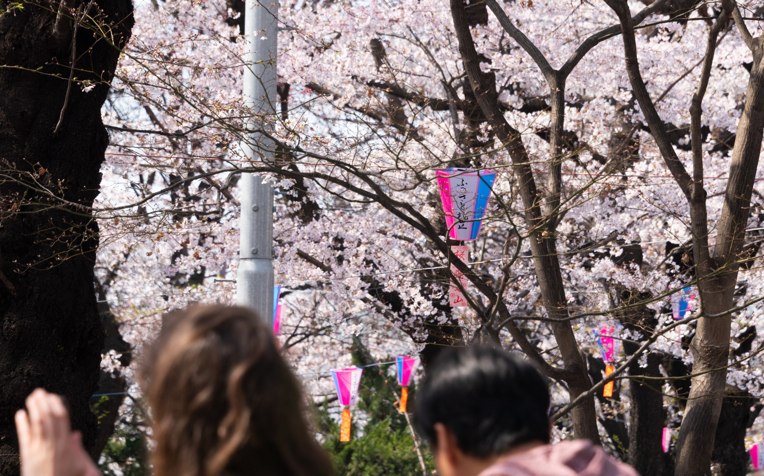 東京都北区王子：飛鳥山公園の桜