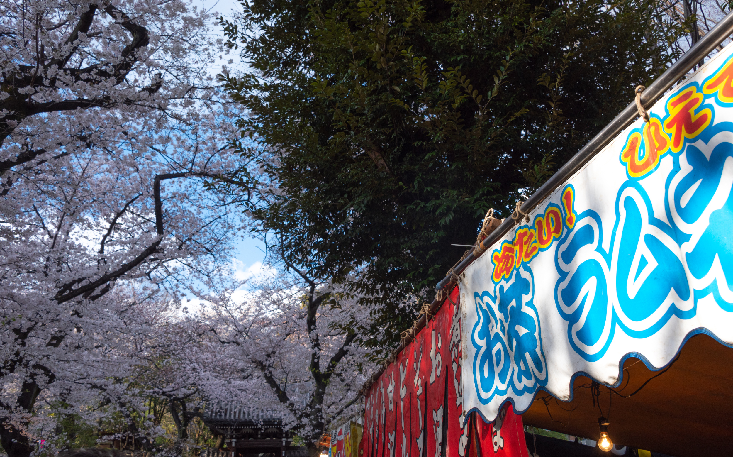 東京都豊島区雑司が谷：威光山 法明寺の桜