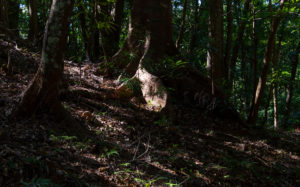 三重県伊勢市宇治館町：伊勢神宮（内宮）