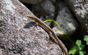 東京都神津島：天上山のオカダトカゲ