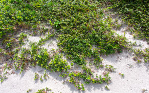 東京都神津島：天上山の裏砂漠