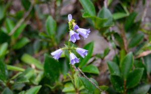 東京都神津島：天上山のシマシャジン