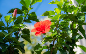 東京都神津島：ハイビスカス