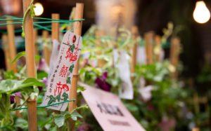 東京都台東区入谷：入谷鬼子母神（真源寺）朝顔市