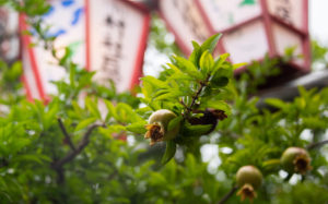 東京都台東区入谷：入谷鬼子母神（真源寺）朝顔市