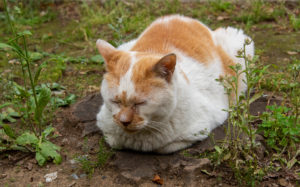 東京都文京区大塚：護国寺の猫