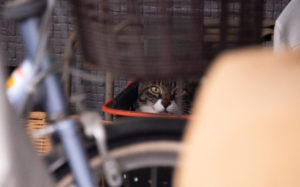 東京都豊島区雑司が谷：猫