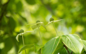 東京都豊島区雑司が谷 雑司ヶ谷霊園：ヤマボウシ