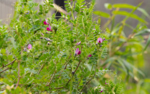 東京都豊島区雑司が谷：雑司ヶ谷霊園 カラスノエンドウ