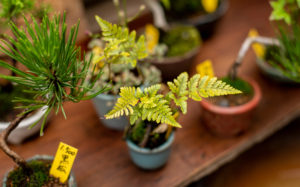 東京都台東区浅草：お富士さんの植木市