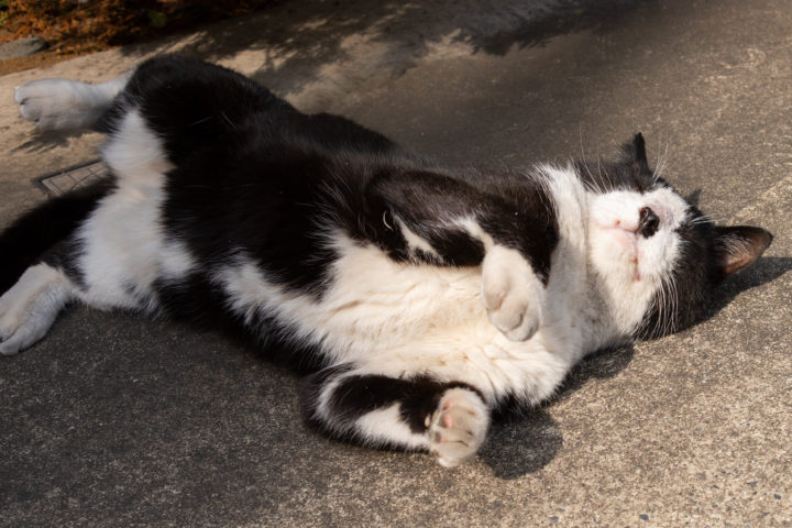 東京都渋谷区本町：猫