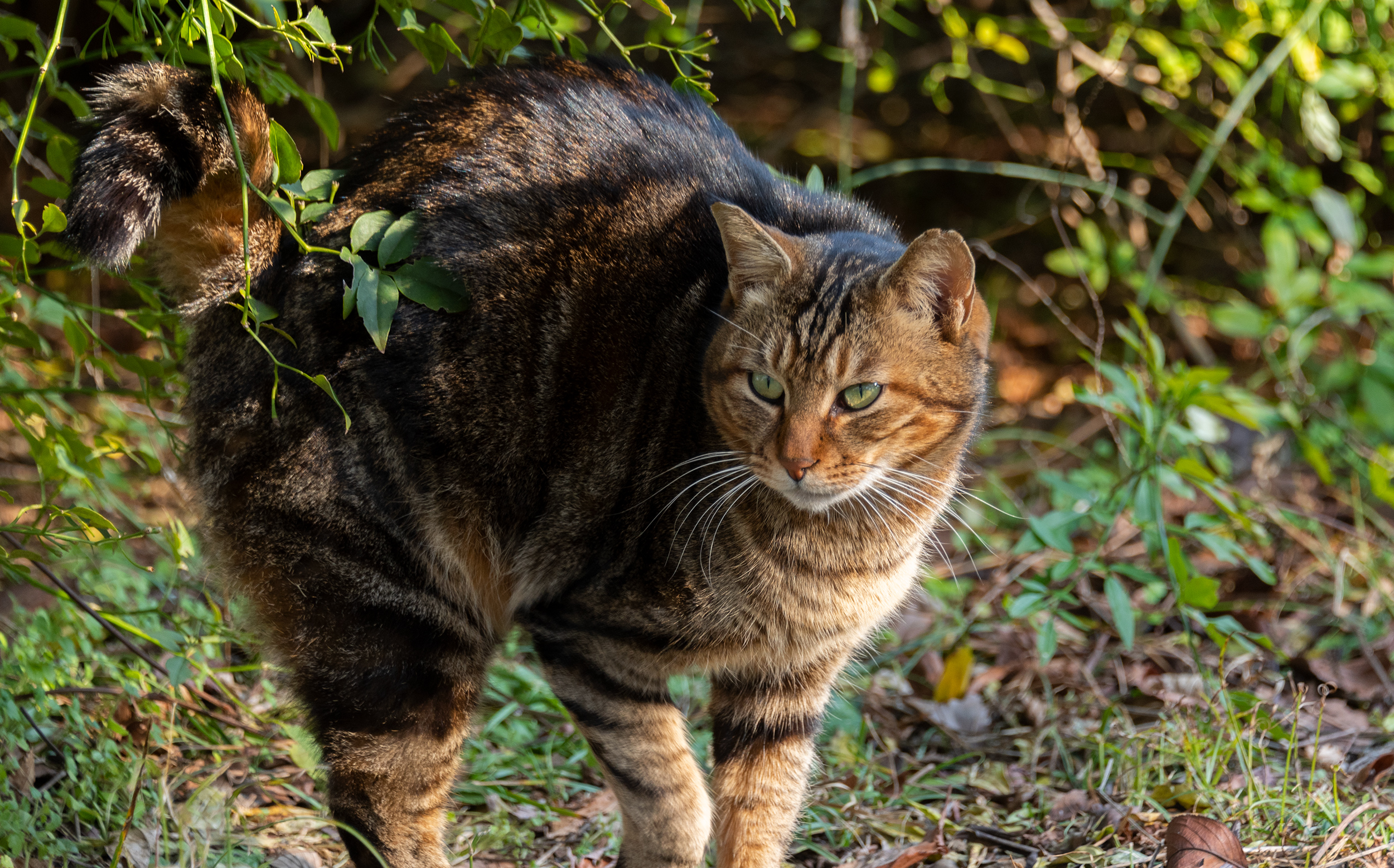 東京都文京区小石川：小石川植物園 猫