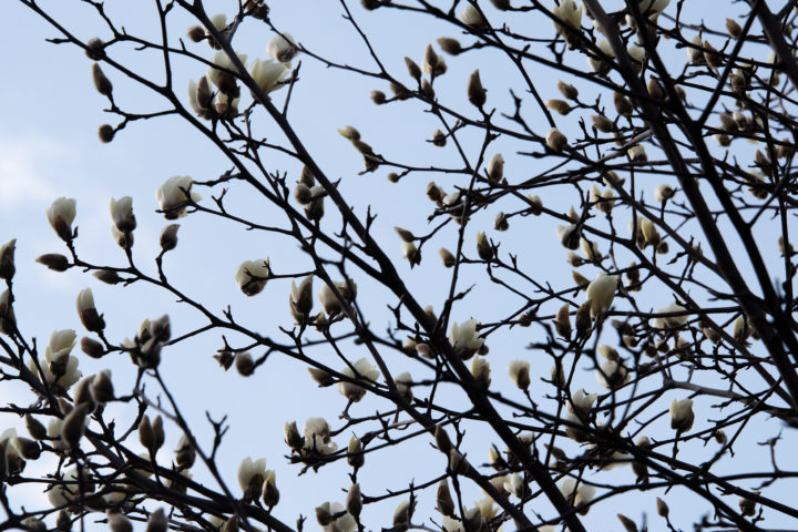 東京都渋谷区本町：ハクモクレン