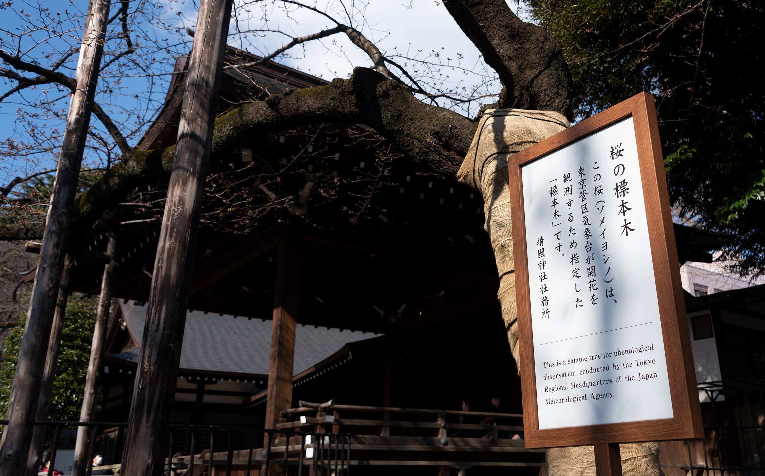 東京都千代田区九段北：靖国神社の標準木