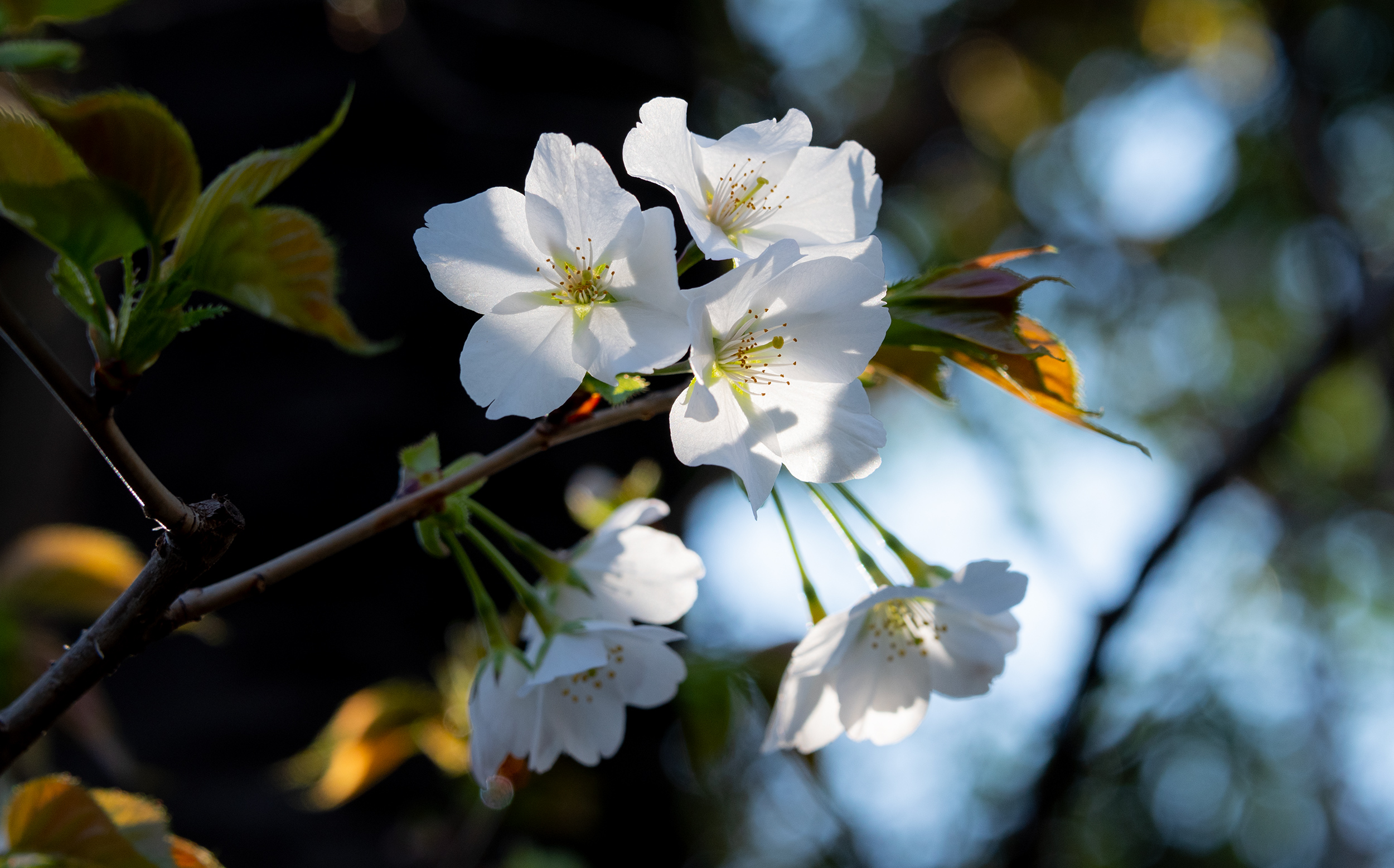 東京都千代田区九段北：靖国神社の桜