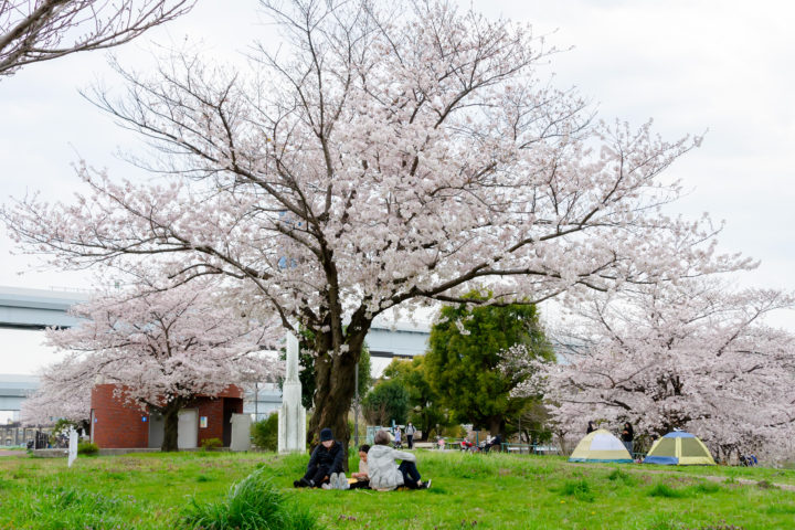 東京都足立区宮城：荒川土手の桜