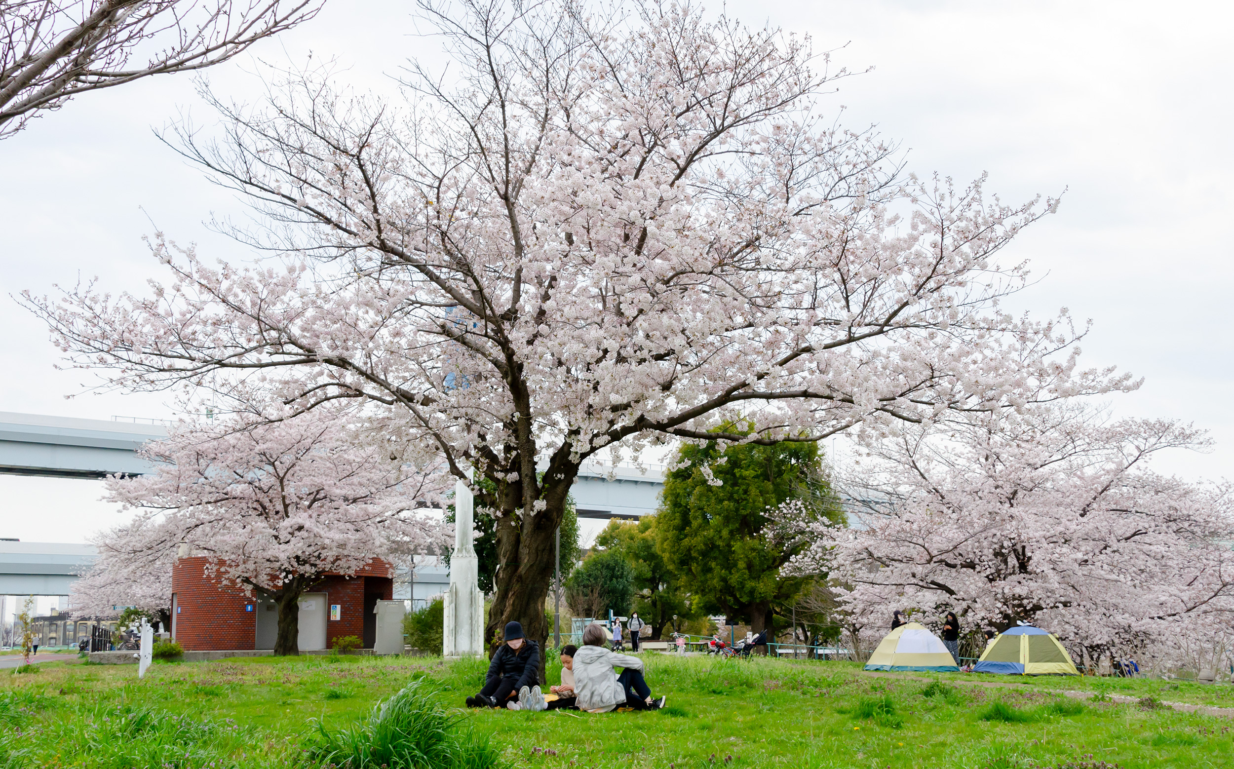 東京都足立区宮城：荒川土手の桜