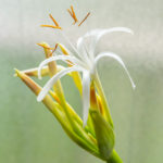 ハマユウ（浜木綿）の花
