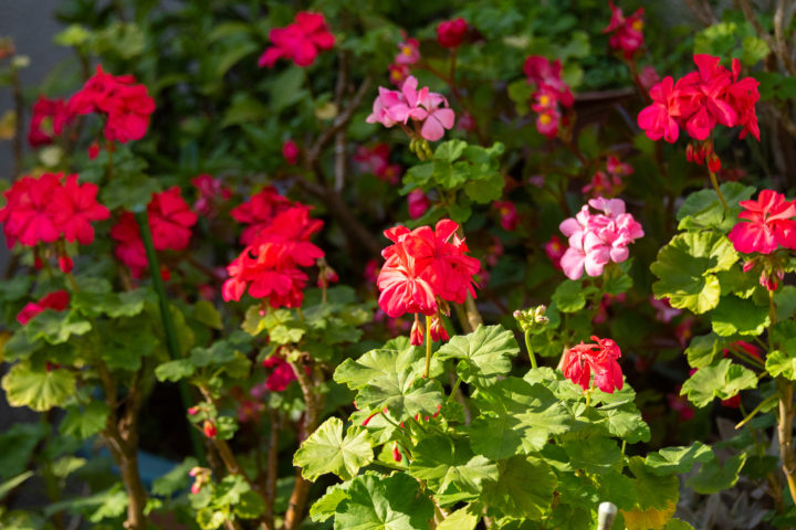 東京都足立区千住大橋