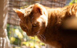 東京都豊島区池袋：猫