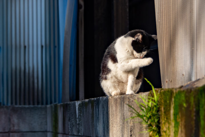 東京都葛飾区立石：猫