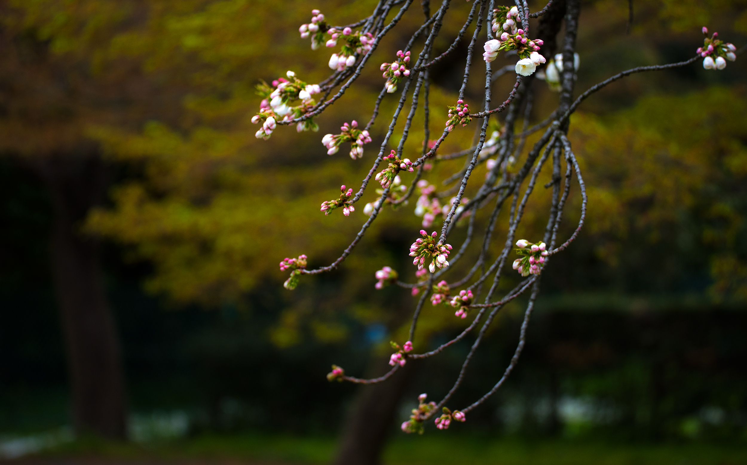東京都文京区小石川 小石川植物園：桜