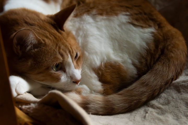 東京都豊島区池袋：猫