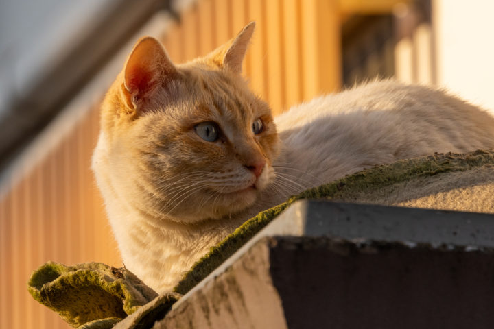 東京都豊島区雑司が谷：猫