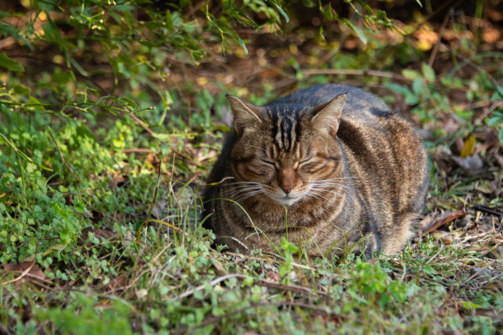 東京都文京区小石川：小石川植物園 猫