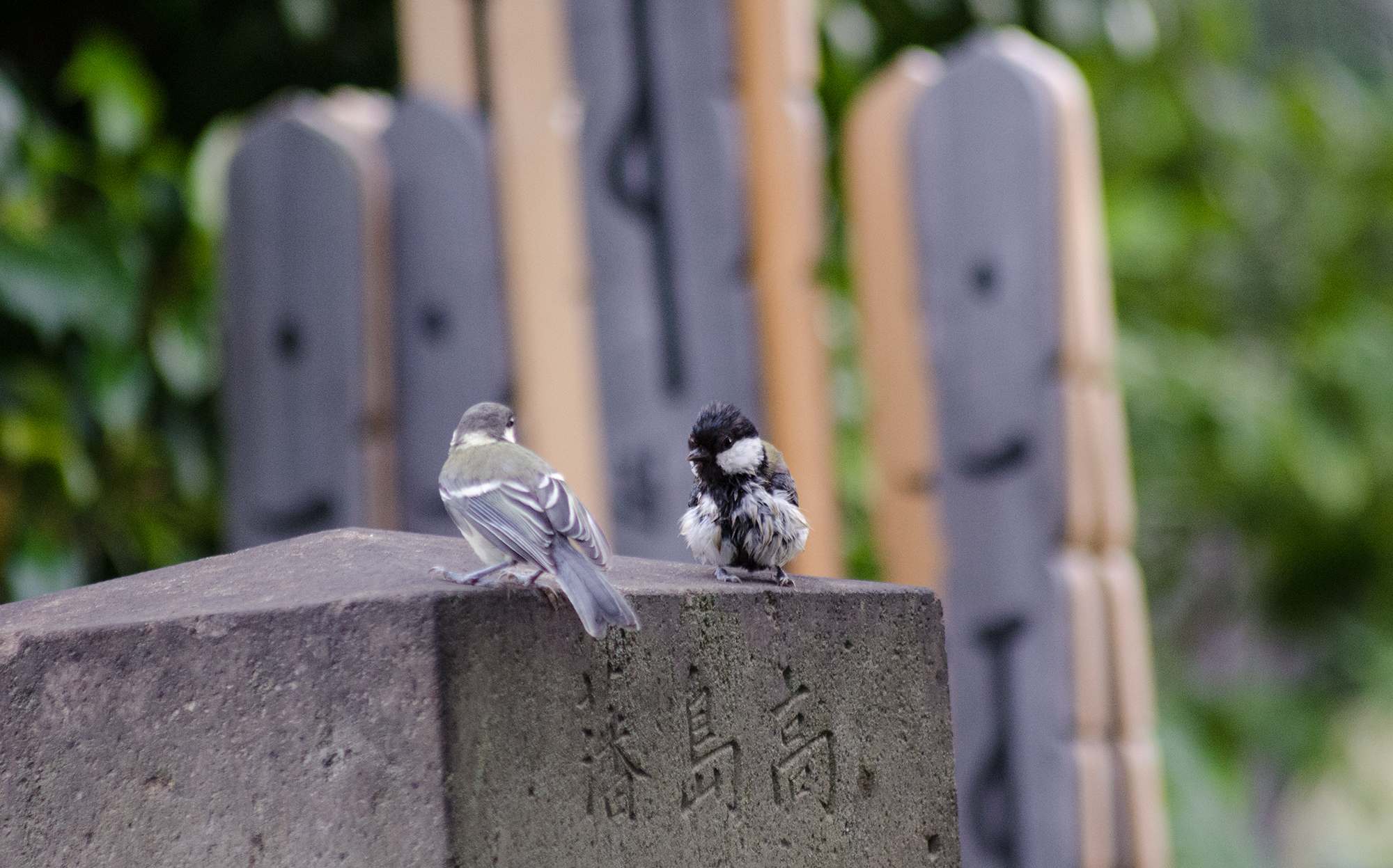 東京都文京区大塚 護国寺：シジュウカラの親と幼鳥