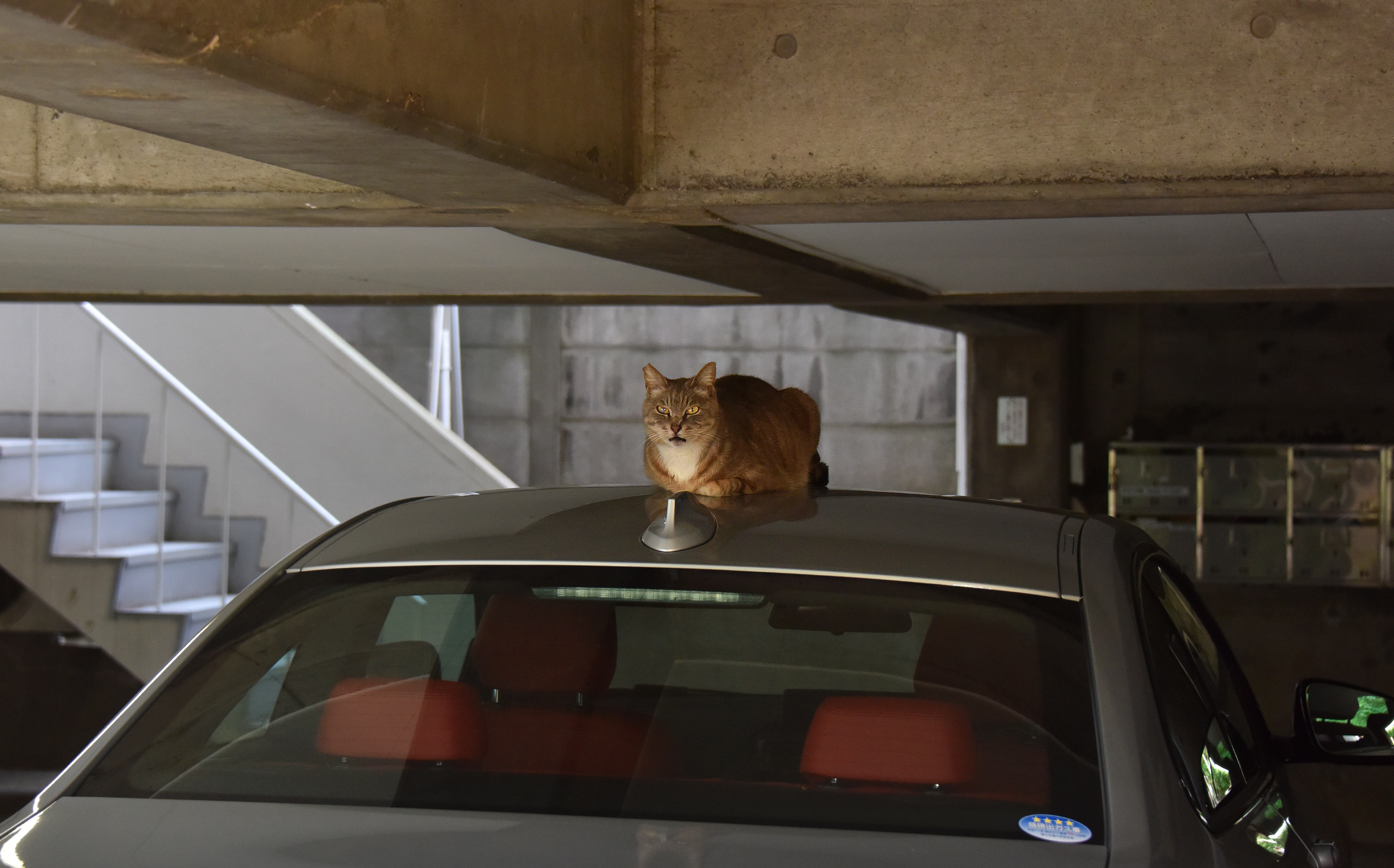 駐車場の猫