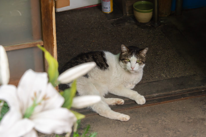 東京都荒川区東尾久：猫