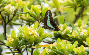 東京都千代田区永田町：国会前庭 南庭 アオスジアゲハとトベラ