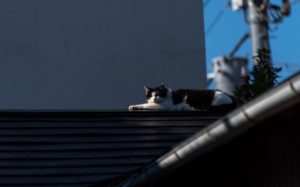 東京都豊島区雑司が谷：猫