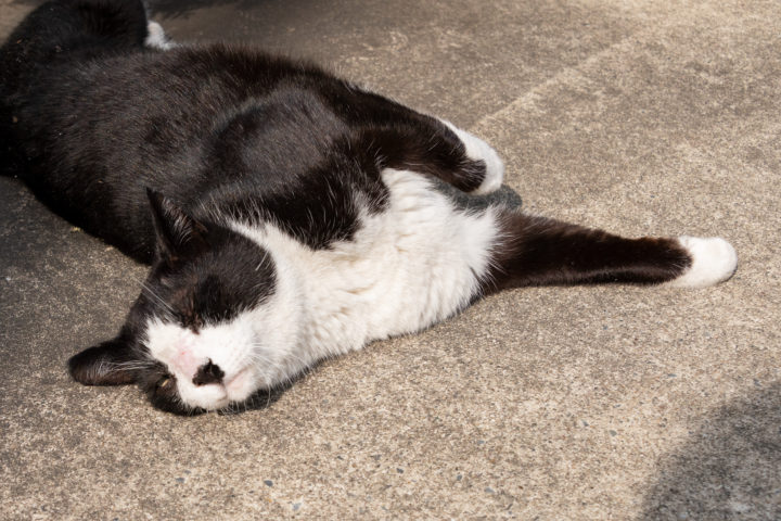 東京都渋谷区本町：猫